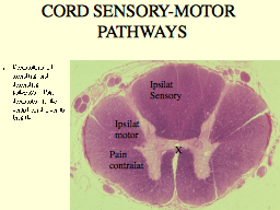 CORD SENSORY-MOTOR PATHWAYS
