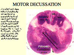 MOTOR DECUSSATION