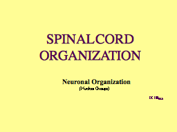 SPINAL CORD ORGANIZATION