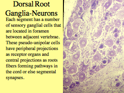 Dorsal Root Ganglia-Neurons