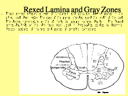 Rexed Lamina and Gray Zones