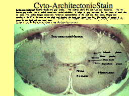 Cyto-Architectonic Stain