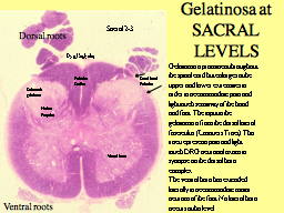 Gelatinosa at SACRAL LEVELS