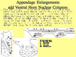 Appendage Enlargements add Ventral Horn Nuclear Columns