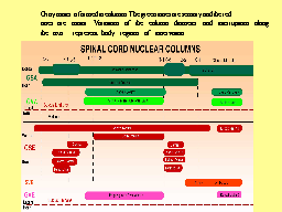 SPINAL CORD NUCLEAR COLUMNS