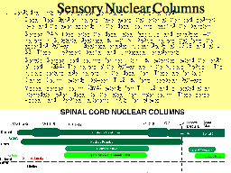 Sensory Nuclear Columns