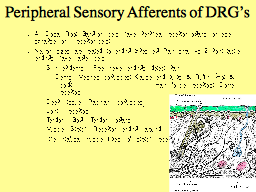 Peripheral Sensory Afferents of DRG’s