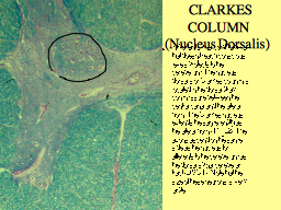   CLARKES COLUMN (Nucleus Dorsalis)