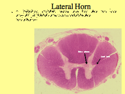 Lateral Horn