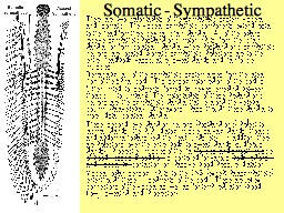Somatic - Sympathetic