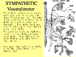 SYMPATHETIC Visceral motor 