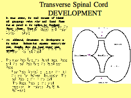 Transverse Spinal Cord  DEVELOPMENT