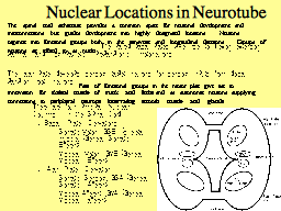 Nuclear Locations in Neurotube