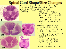 Spinal Cord Shape/Size Changes